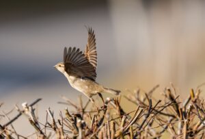 bird-6043004_1280
